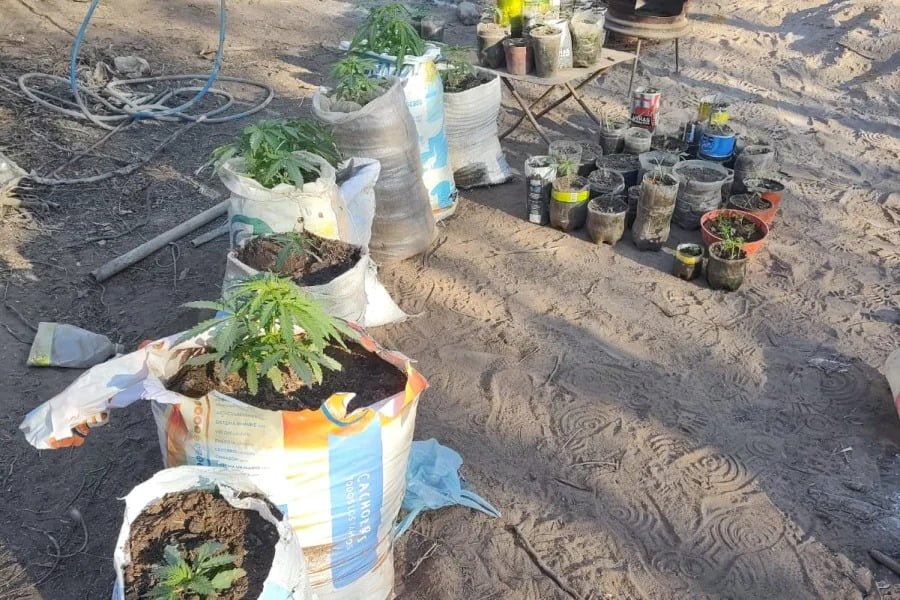 Secuestraron casi 300 plantas de marihuana en Chamical