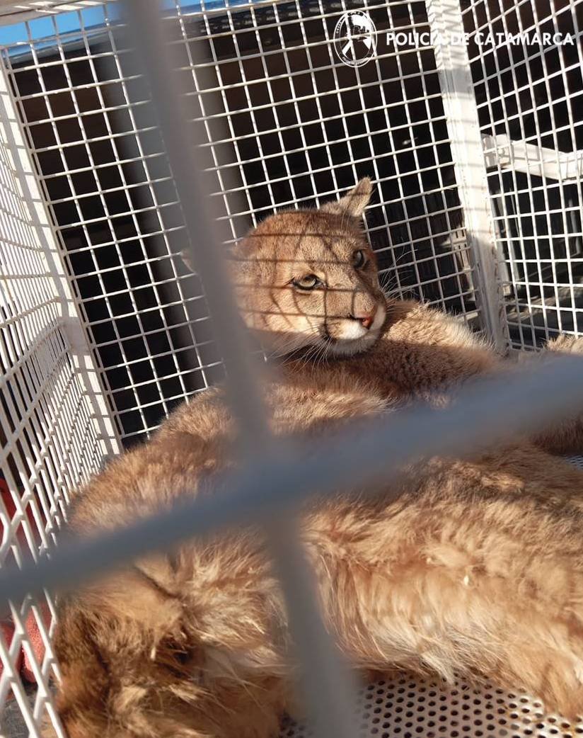 Rescatan a otro puma suelto en zona urbana de Tinogasta