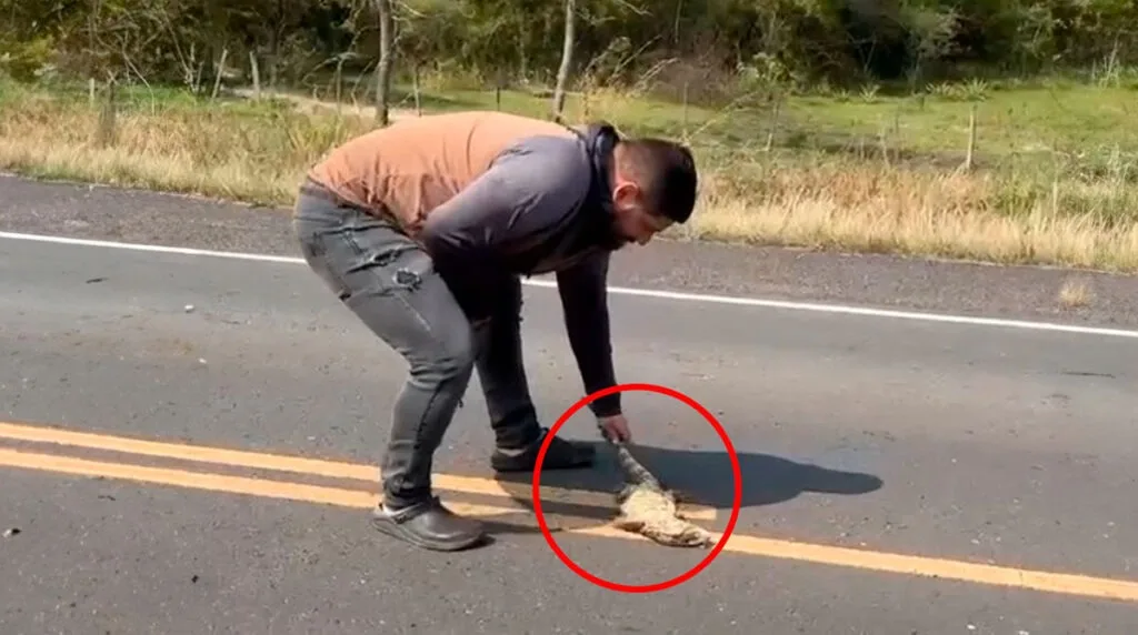 Video: paró al costado de la ruta para intentar rescatar a un lagarto y lo atropelló un auto