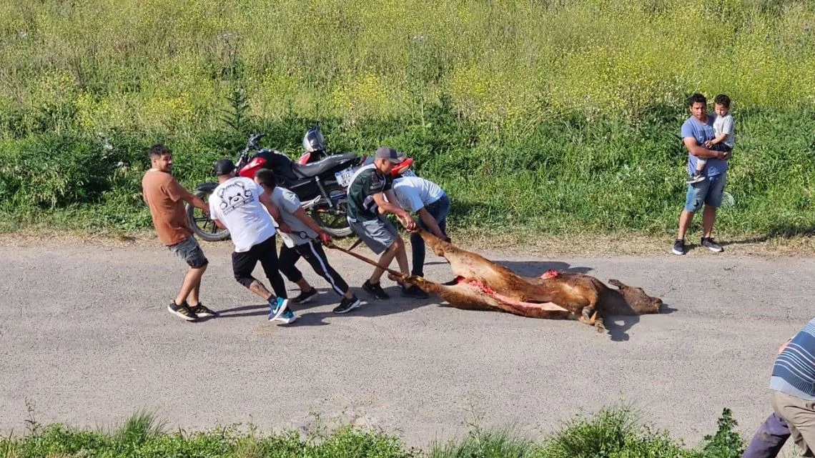 Un camión con hacienda volcó en la ruta 9 y un grupo de vecinos faenaron las vacas (Video)