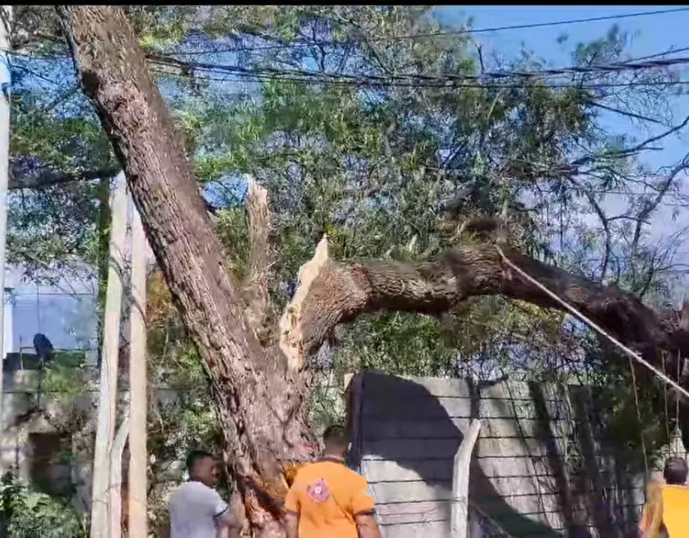 Otra vez se desprendió un enorme gajo de un árbol en plena vía pública de Valle Viejo