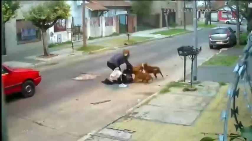 Paseaba a sus mascotas y fue atacado por un pitbull en Catamarca