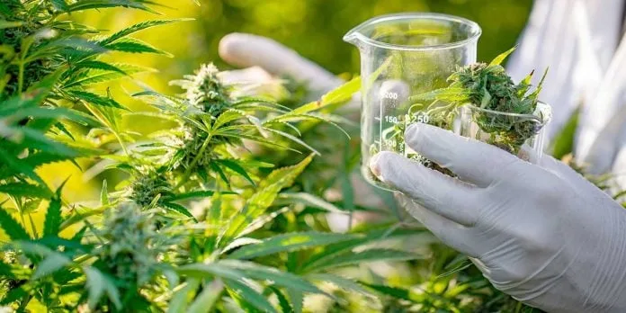 Incertidumbre en el futuro del cannabis medicinal en Argentina tras cambios regulatorios