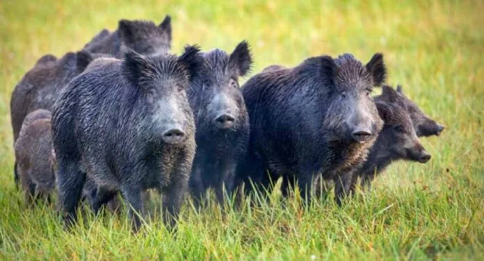 En Entre Ríos, por invasión de jabalíes y ciervos piden declarar plaga a estas especies por daños ambientales y económicos