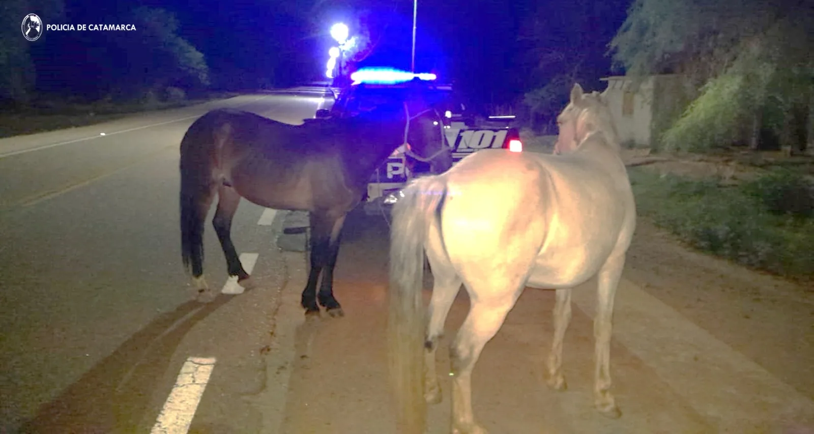 Es permanente el secuestro de animales sueltos en Catamarca: ahora en Tinogasta y Paclín