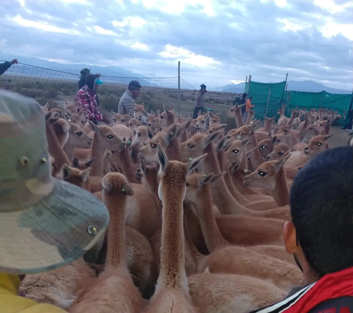 Polémica en Belén por la venta de fibra de vicuña a Italia: un cacique se manifestó en contra (Audio)