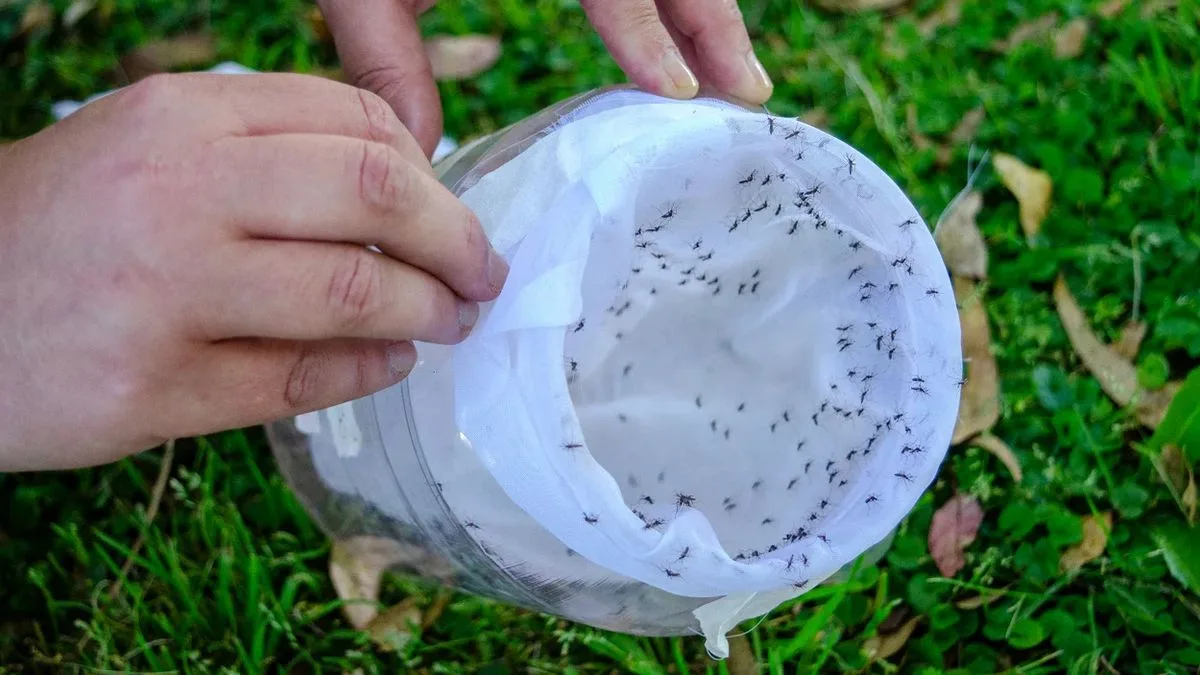 Confirmado: lanzarán 80.000 mosquitos estériles fluorescentes en el Conurbano bonaerense para combatir el Dengue