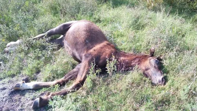 Investigan matanza de animales por disputas territoriales de familias catamarqueñas