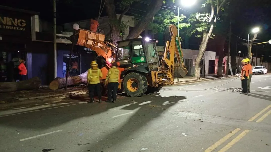 Valle Viejo: siguen cayendo árboles en la Avenida Presidente Castillo y el municipio no se ocupa