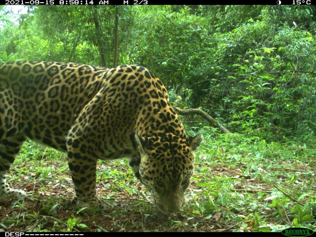 Proponen un refuerzo poblacional de yaguaretés en la reserva de Biósfera Yabotí