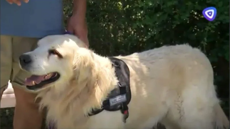 Video: La última búsqueda del león blanco, la historia de Bai Shi, el perro que encontró el cuerpo de Sofía Delgado