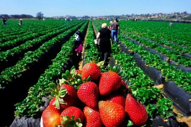 Fuerte impacto del clima a la frutilla en Tucumán: “Habrá un 40% menos de producción”