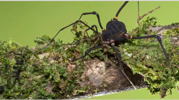 Misiones es primera provincia del país en contar con un inventario de biodiversidad, registrando 21.941 especies en su territorio