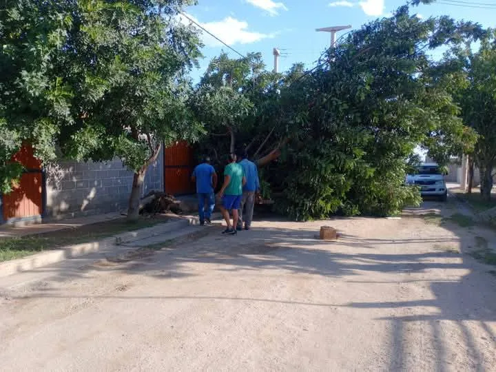 Caída de árboles y cortes de energía eléctrica por fuertes vientos en Andalgalá