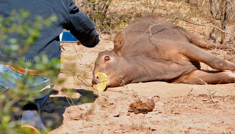 El SENASA alertó sobre un brote de rabia que puede afectar a animales y a humanos en el norte argentino