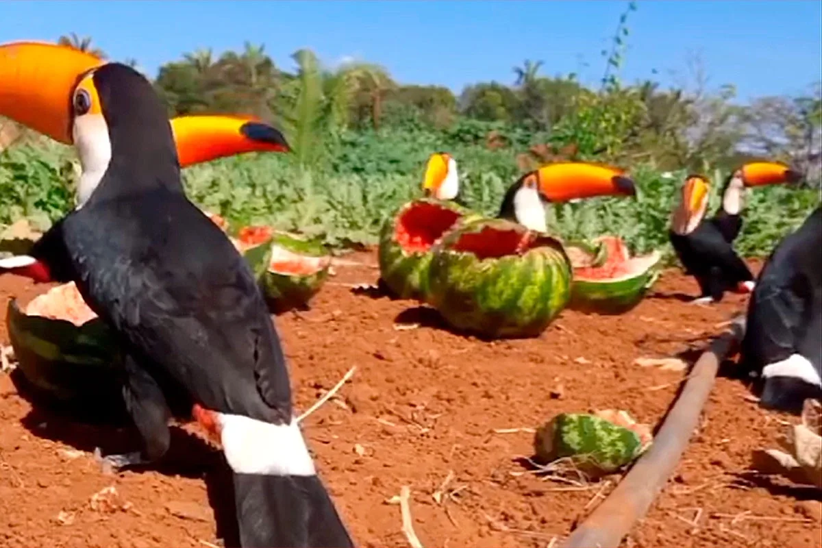 Bandada de tucanes “invadió” plantación de sandías: lo que llamó la atención del video