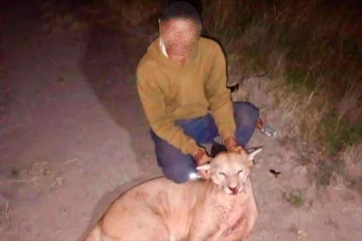 Denunciaron a un cazador que mató un puma en Entre Ríos y mostró las fotos en redes