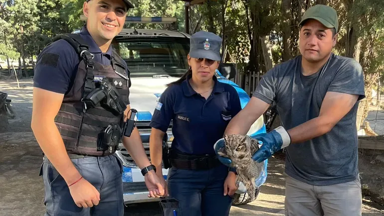 Policías orgullosos: rescataron un búho y le salvaron la vida