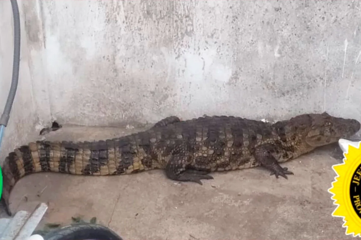 Video: Encontró un yacaré de 1,5 metros en el patio de su casa en Entre Ríos