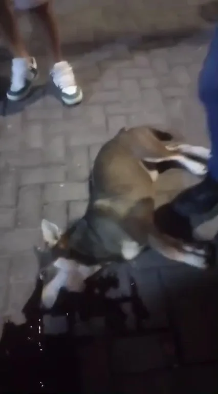 Video: autoconvocados con bomba de estruendo mataron a un perrito callejero durante la marcha en la plaza principal de Catamarca