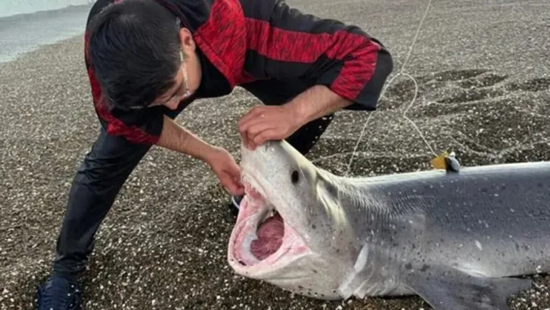 Pescó un tiburón de 2,60 metros en Santa Cruz y lo devolvió al agua: “Lo mejor es que se fue sano”