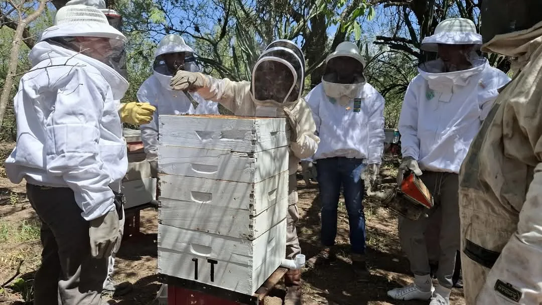 Actualización del stock de colmenas en Catamarca para garantizar la sanidad apícola