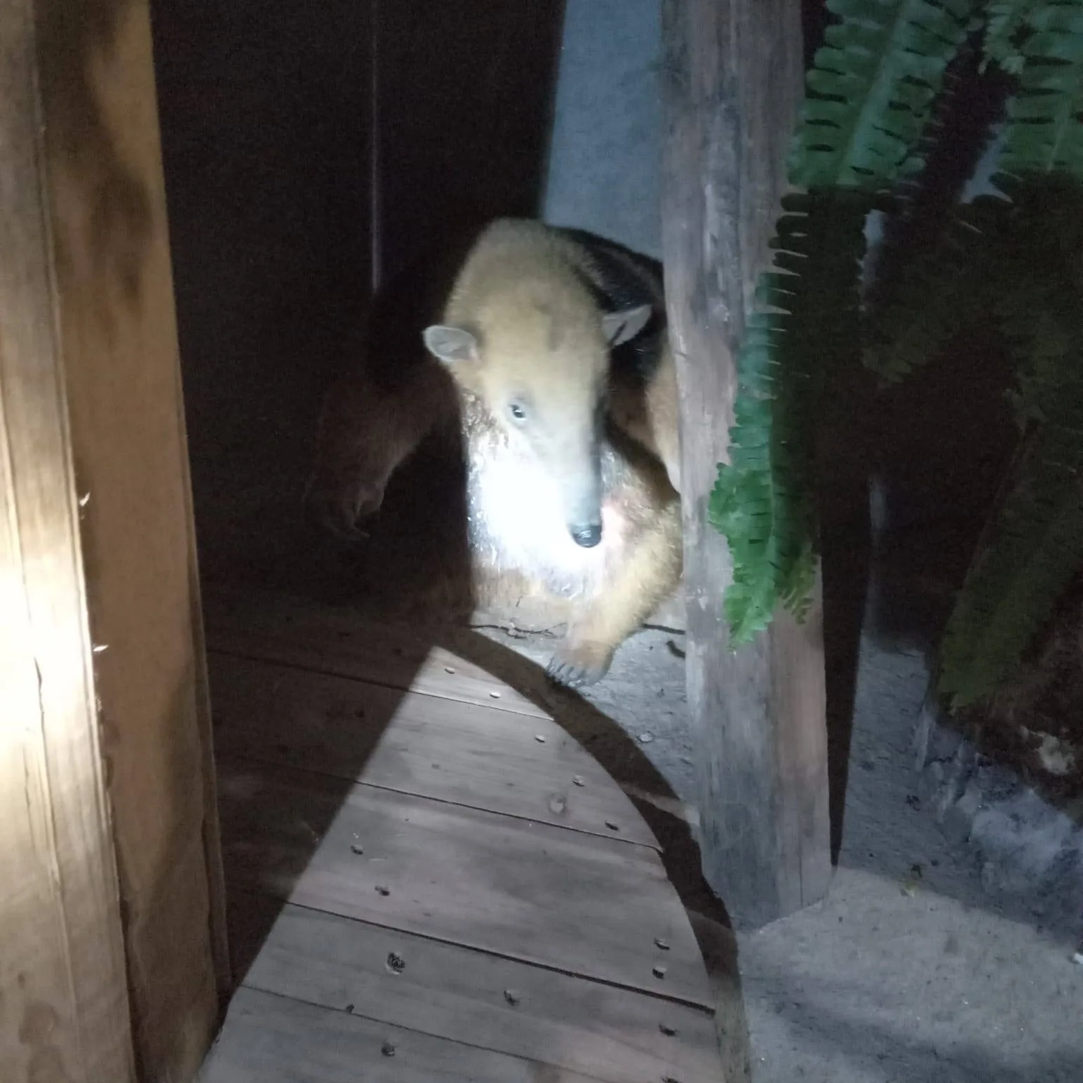 Catamarca: rescatan un oso melero en Los Altos