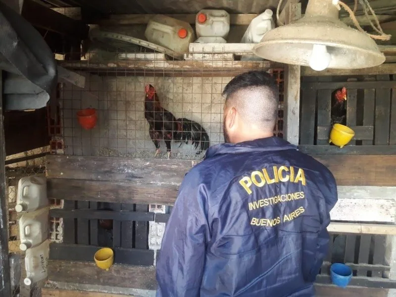 Histórico: imputaron por primera vez a un “gallero” por organizar riñas ilegales de gallos en Tucumán