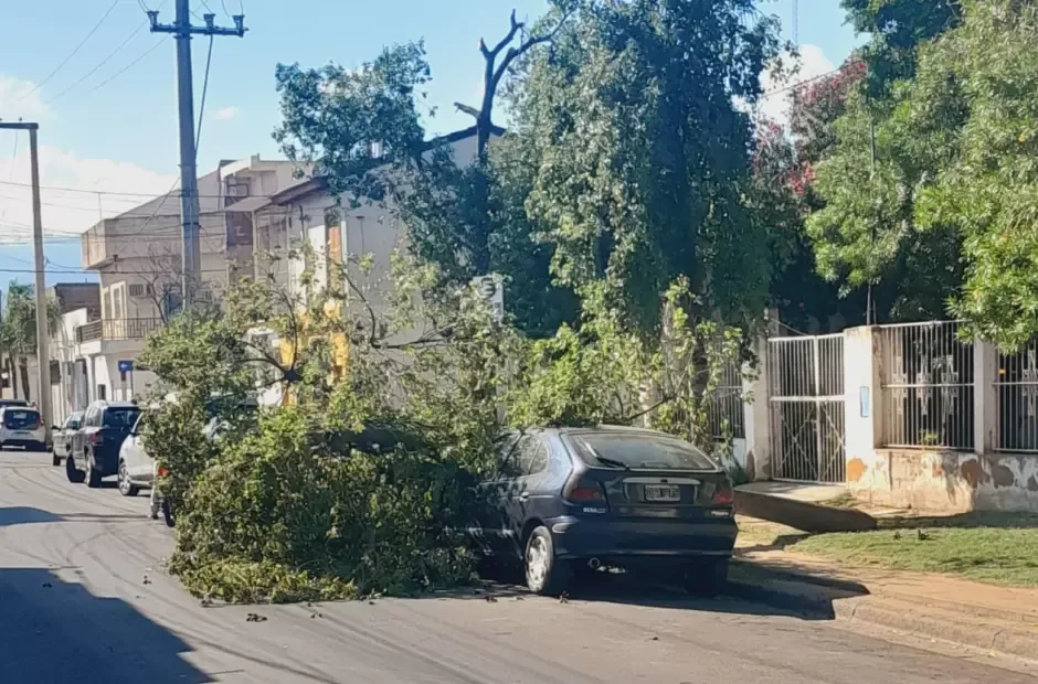 Catamarca: cayó un árbol sobre un auto en la Capital