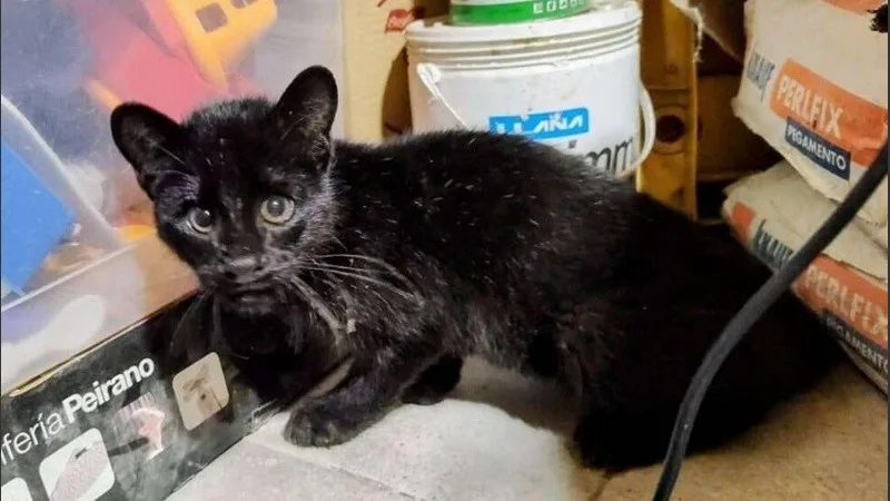 Rescató un lindo gatito, se lo llevó a la casa y era un gato montés
