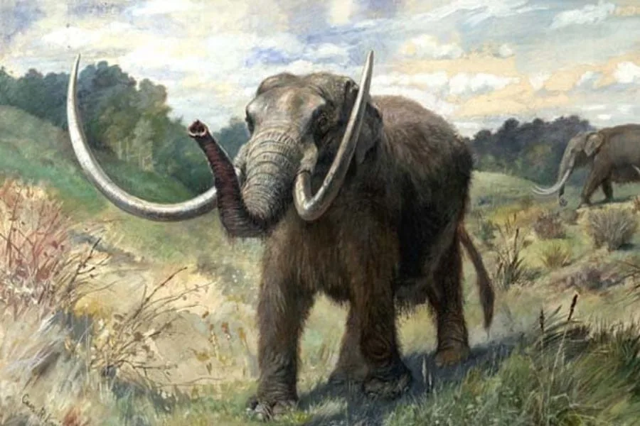 Impresionante hallazgo paleontológico: encontraron un cráneo de mastodonte en Argentina