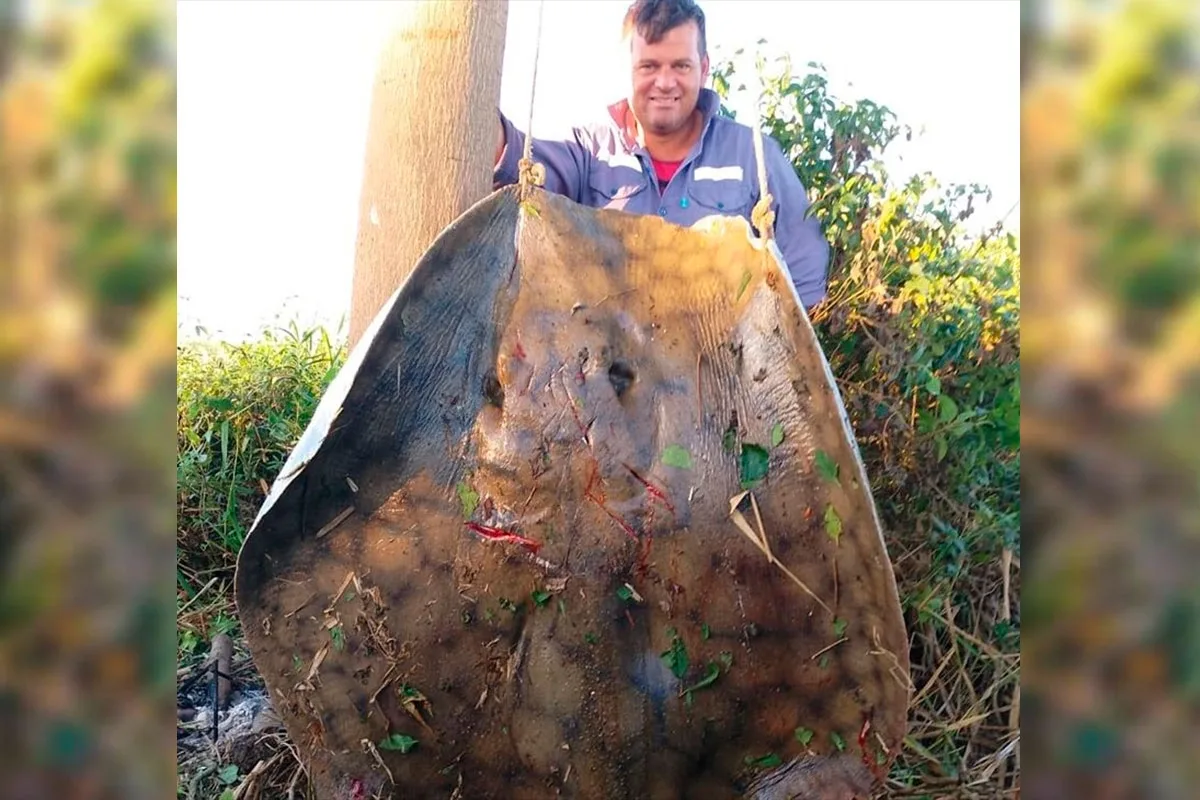 Dos pescadores capturaron una imponente raya de más de 150 kilos en cinco horas de lucha