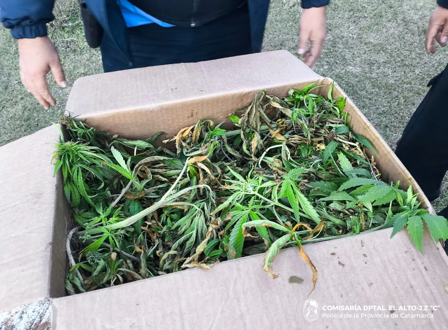 Policías secuestraron más de cien plantines de Marihuana en El Alto y en la Capital de Catamarca