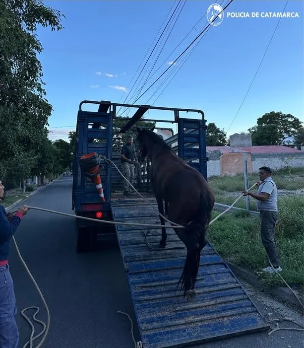 Dos policías de Catamarca detenidos por robo de animales