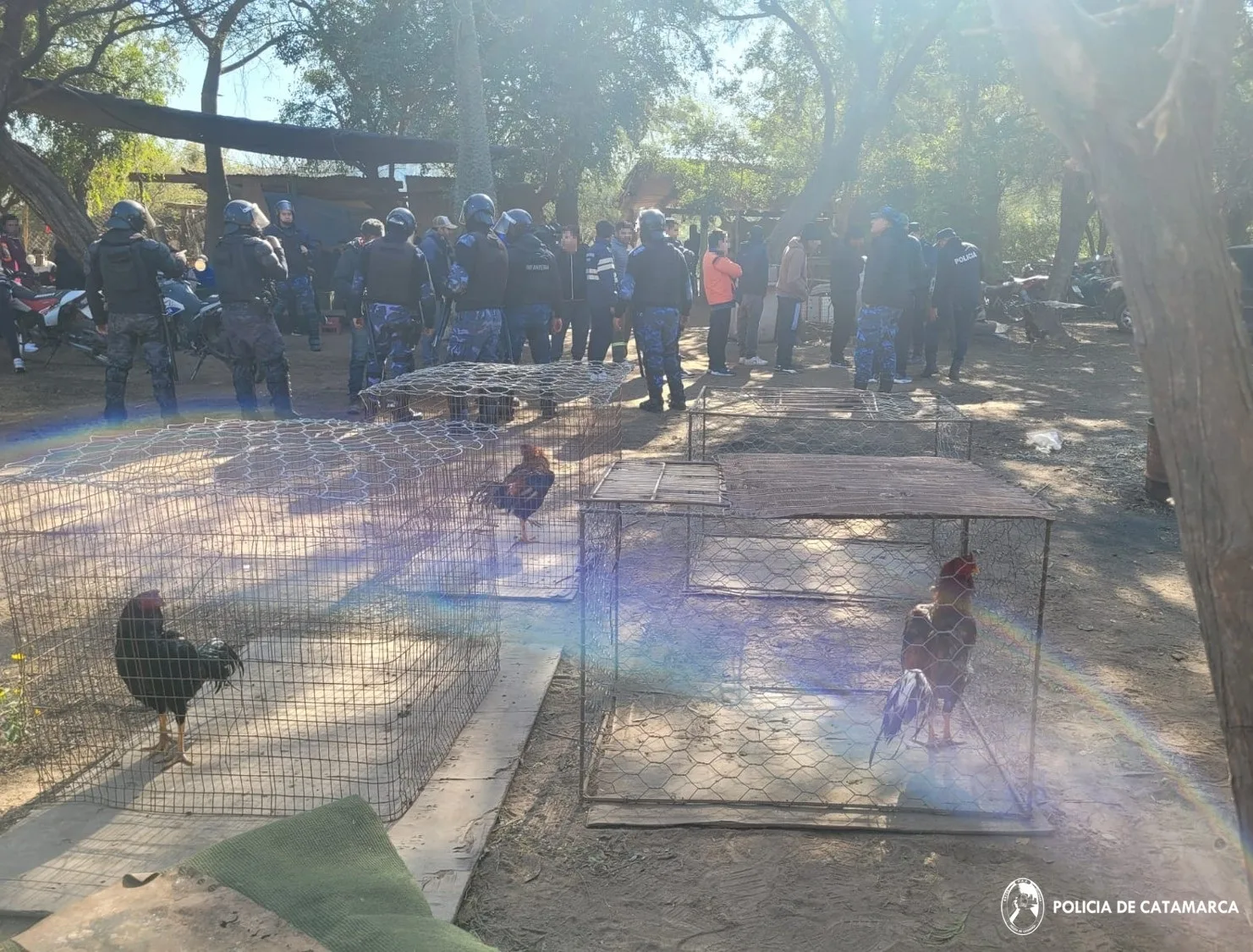 Catamarca: detienen a dos personas sospechadas de organizar una riña de gallos clandestina