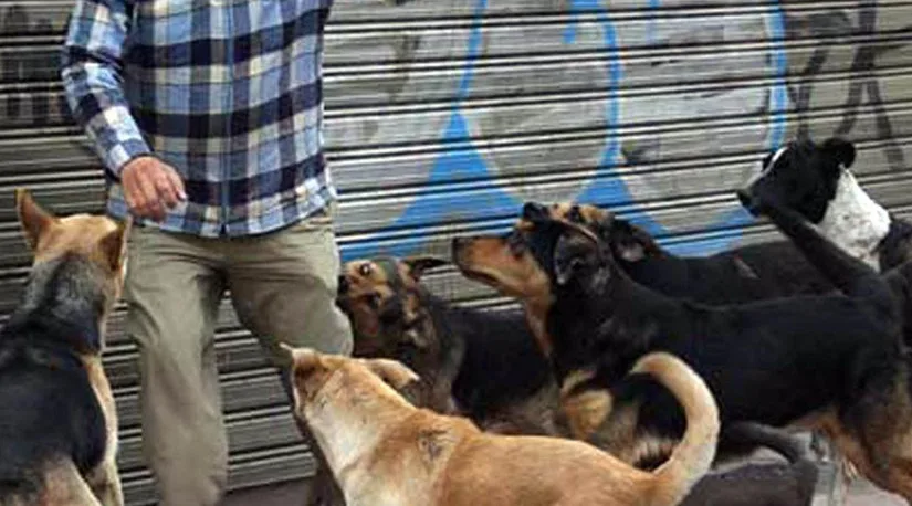 Preocupación en Catamarca por perros peligrosos en Plaza 25 de Agosto: un hombre fue atacado