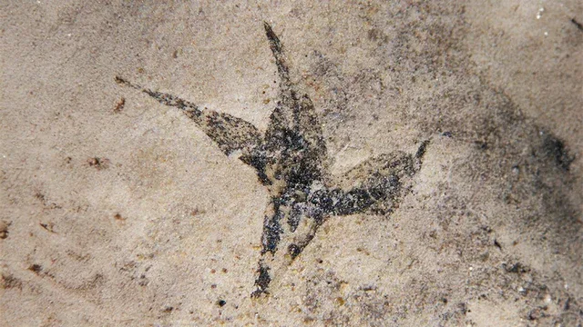 Hallan en San Luis la flor más antigua de Argentina: “Pequeña estrella del sur”