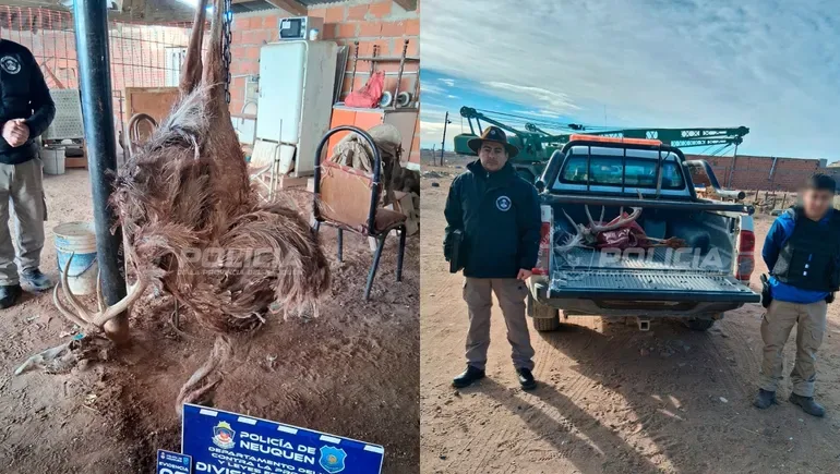 Allanamiento por dopaje y caza ilegal de animales en Neuquén