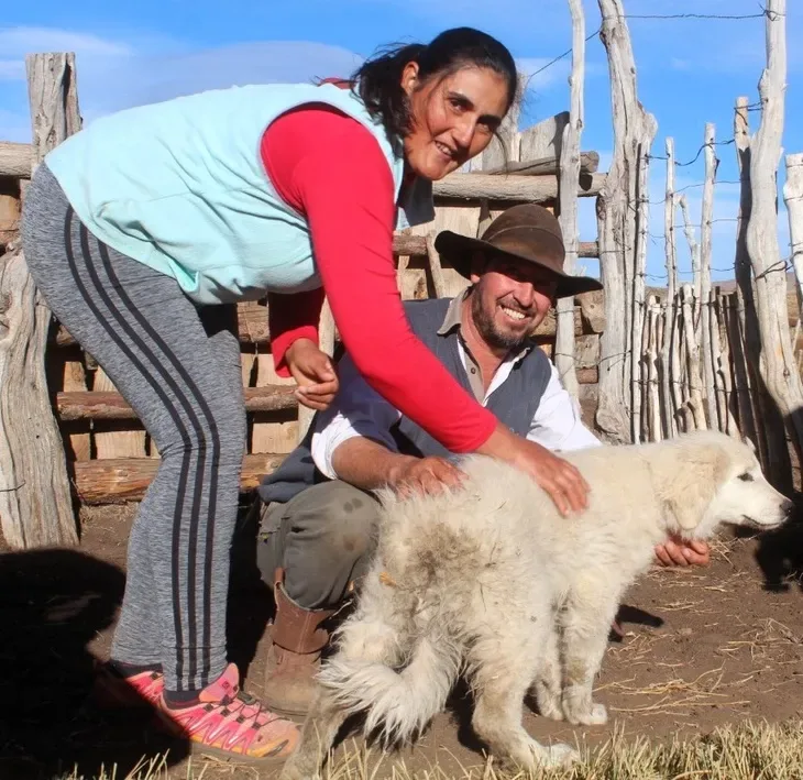 De las balas a los perros: la nueva defensa contra el puma en la Patagonia