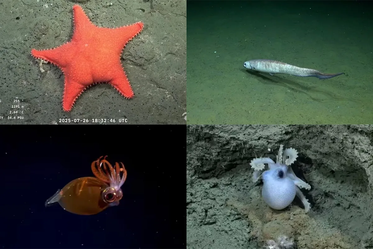 Video: “Estrella, cangrejo, pulpo y un pez jamás visto”: Hallazgos inéditos en el fondo marino