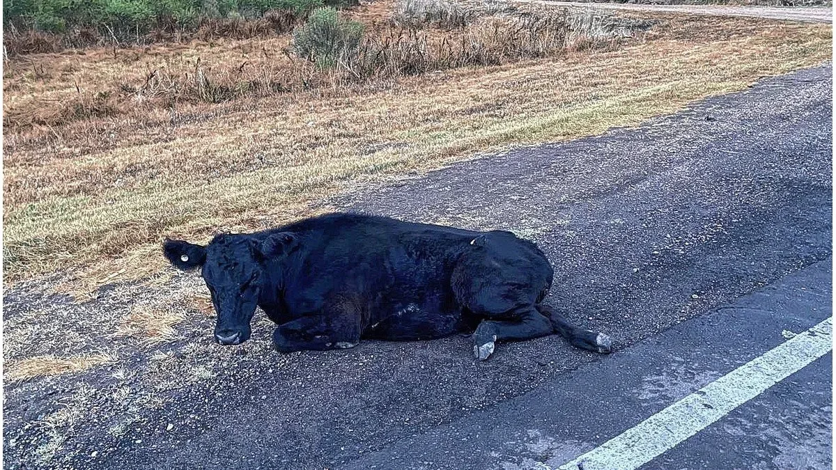 Catamarca: automovilista chocó contra una vaca y resultó ileso