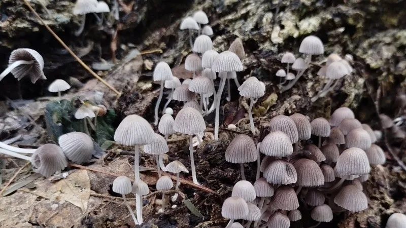 Una lupa al universo de los hongos: en Santa Fe crean la “Expedición Micológica”