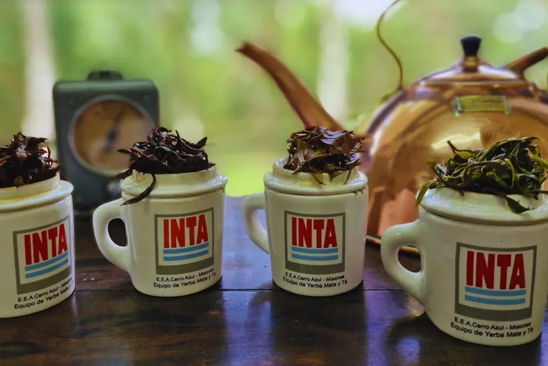 Té argentino: una infusión con calidad internacional