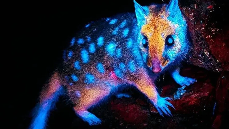 Brillante: fotógrafo capturó a una especie en peligro de extinción con biofluorescencia