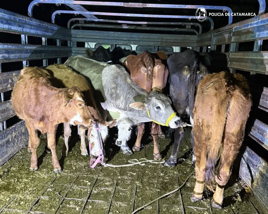 Catamarca: policías recuperaron diez animales vacunos robados