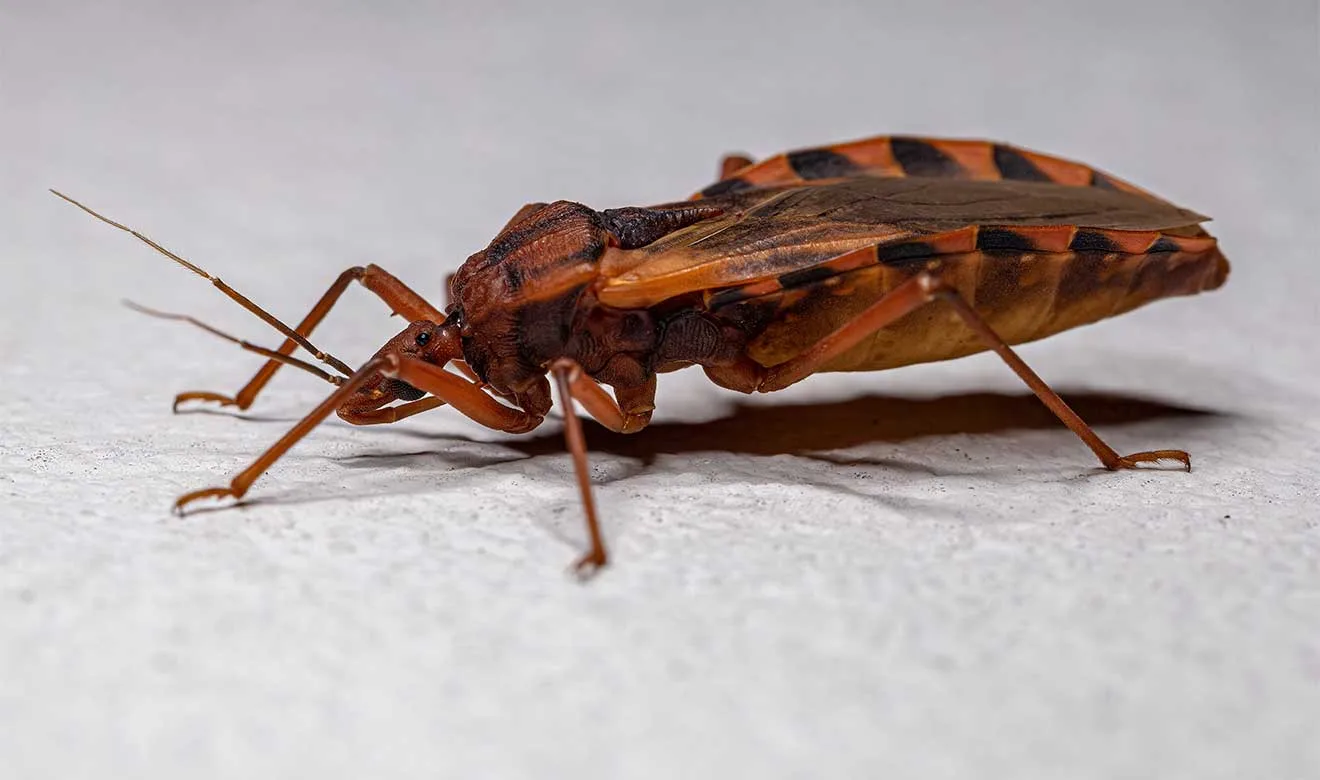 Catamarca aparece entre las provincias más afectadas por el Chagas