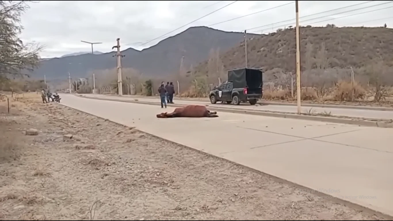 Catamarca: murió un caballo atropellado por un patrullero en Andalgalá