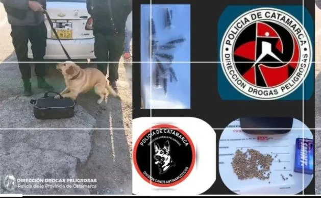Policías de Catamarca secuestraron casi 500 semillas de marihuana de un taxi en Capayán