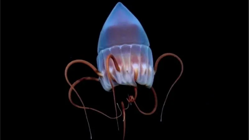 Un viaje al fondo del mar argentino: qué pasará con las especies recolectadas por la expedición del Conicet