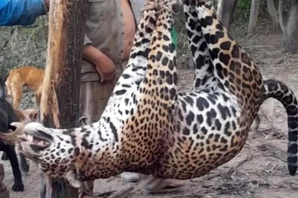 En un histórico fallo, condenaron a cuatro cazadores por matar a un yaguareté en Formosa: tres de ellos cumplirán prisión